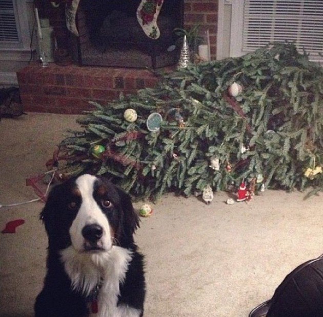 Guest Blogger: 5 Tips to Pet-Proof Your Holiday Decorations by Timi Burke from Rent.com